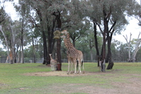Giraffe Westerns Plains Zoo
Self contained in Dubbo